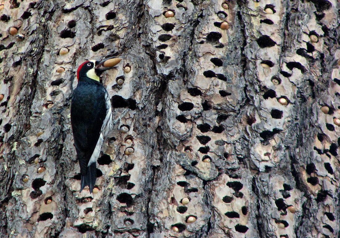 Where Is That Bird Going With That Seed? It's Caching Food for