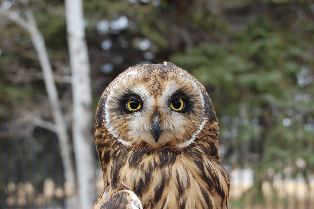 A head shot of the Draper Museum Raptor Experience's Short-eared Owl to demonstrate an owl that caches.
