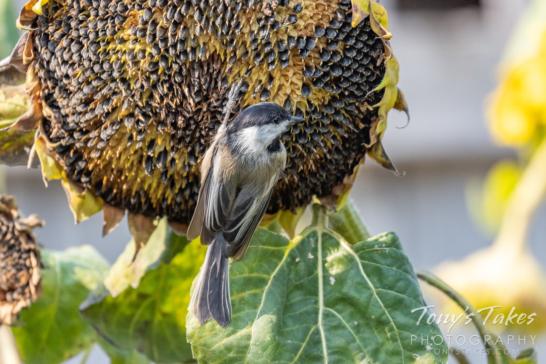 The photo shows a chickadee, another small bird that caches gathering sunflower seeds from a flower.