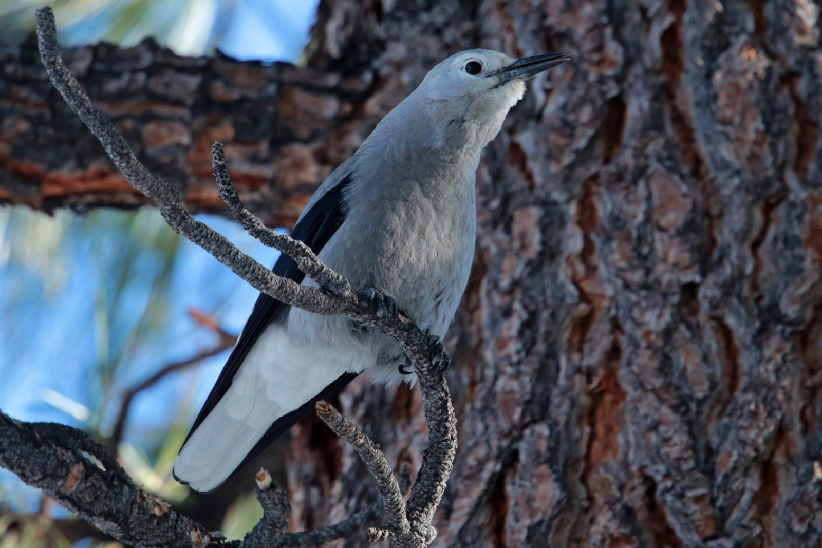 Photo of a Clark's Nutcracker, a bird who helps forests by  gathering and caching pine cone seeds.  Uneaten seeds may then sprout into new trees.