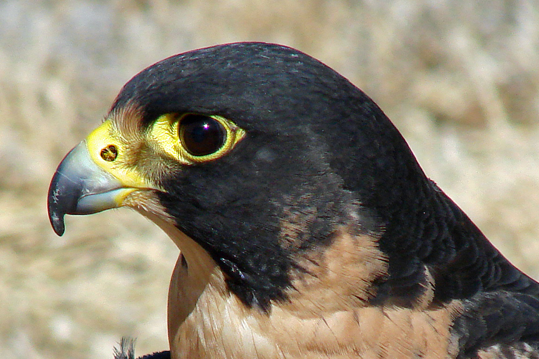 A  head shot of the Draper Museum Raptor Experience's Peregrine Falcon to demonstrate a  raptor that caches.