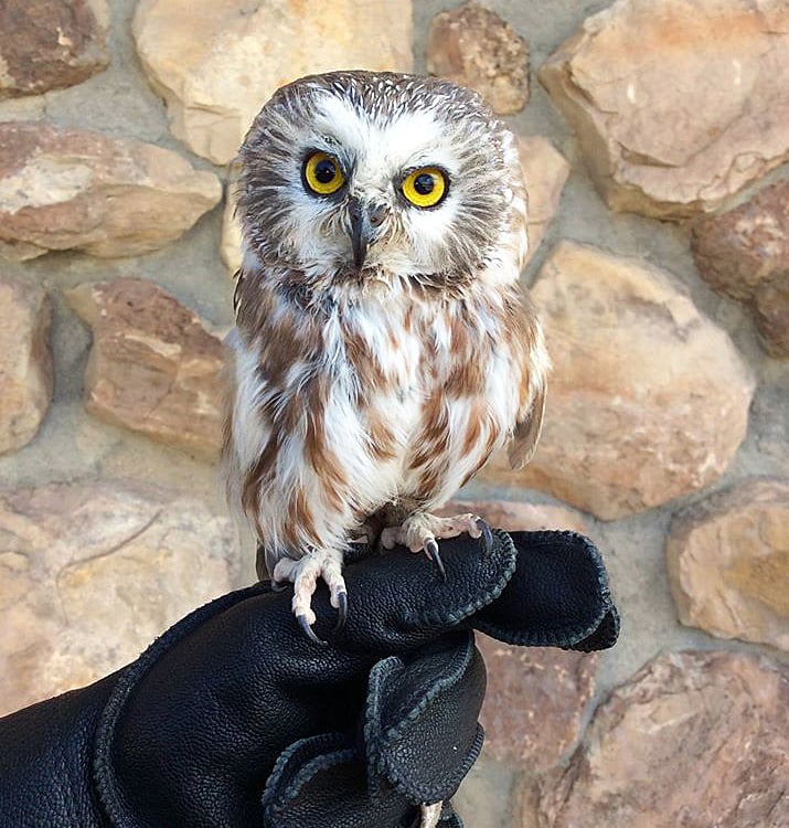 The Draper Museum's Saw-whet Owl, perched on a handler's glove.  This photo demonstrates a small owl that caches. 