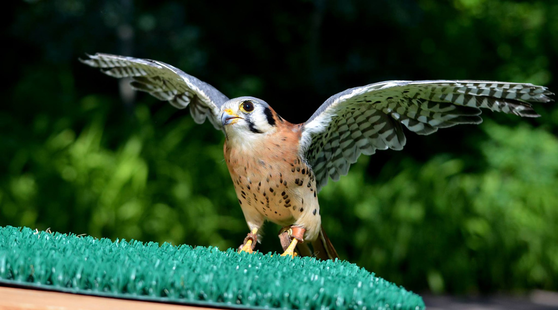 Al photo of Salem and American Kestrel with it's wing spread open to demonstrate a small falcon that caches.