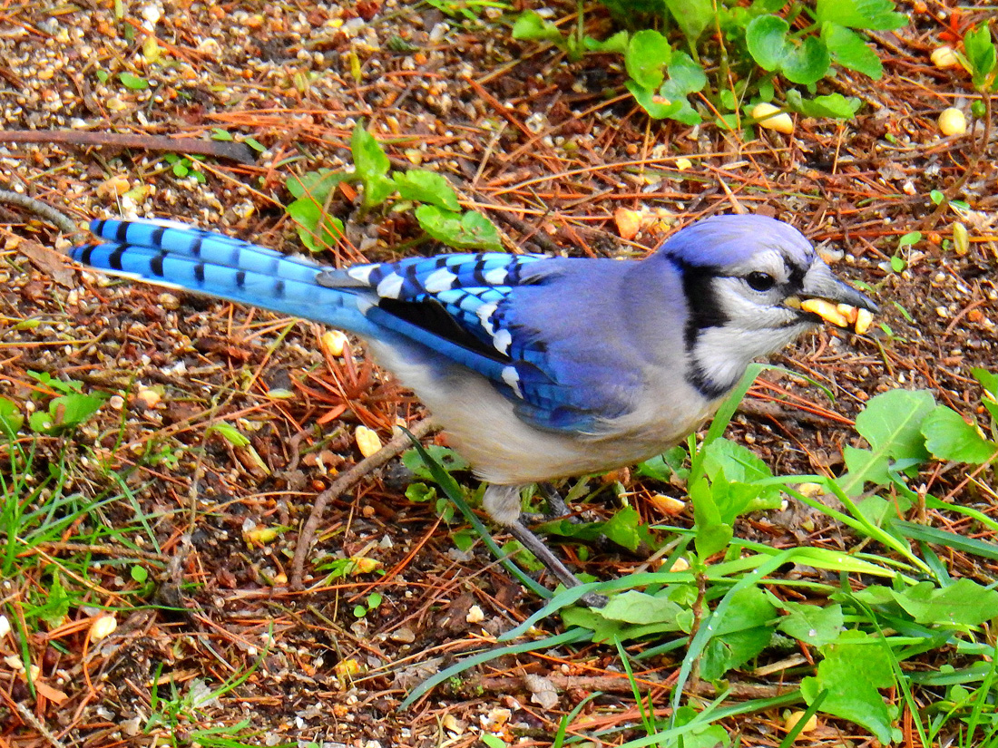 A Blue Jay is collecting peanuts on the ground to add to its cache.