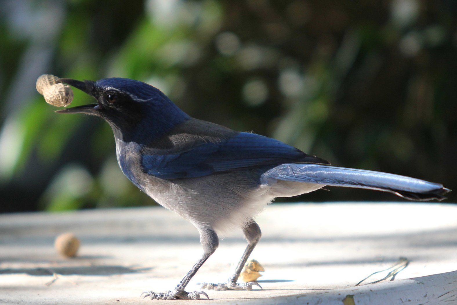 A Western Scrub Jay Gathering peanuts to demonstrate a jay that caches.