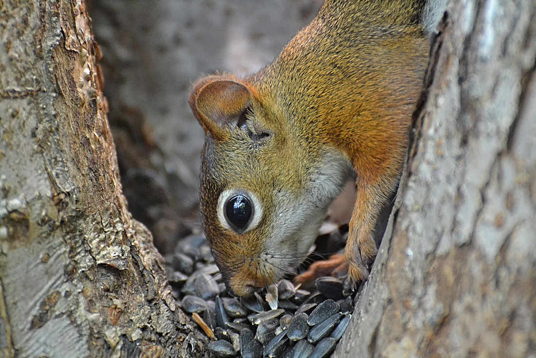 This photo shows a squirrel caching sunflower seeds.