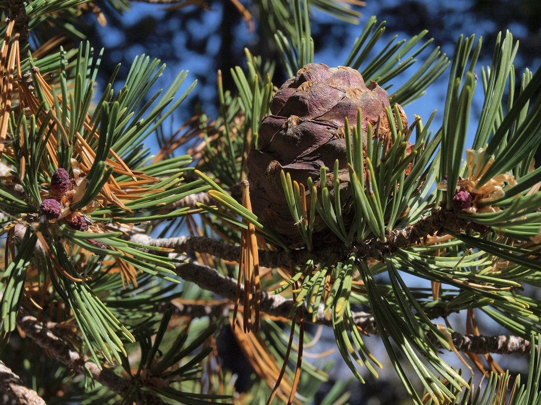 This photo of  a branch and pine cone on a whitebark pine tree illustrates a tree that depends heavily on uneaten caches of their pine seeds which may grow into new trees.  
