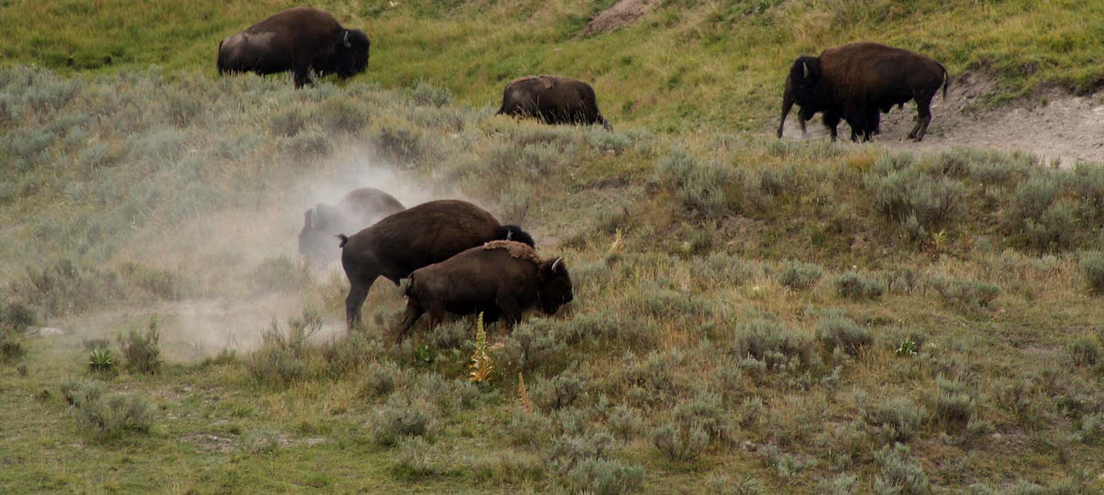 Bison in Yellowstone National Park. Nancy McClure photograph.