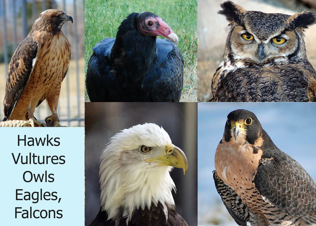 Birds Of Prey: Hawks, Eagles, Falcons, and Vultures of North America