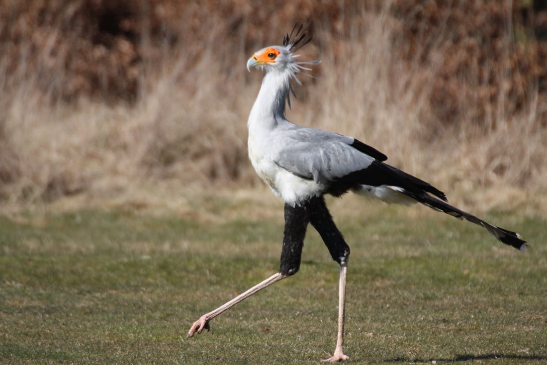 A Secretary Bird walking along the ground to demonstrate it's long legs and raptor style beak.