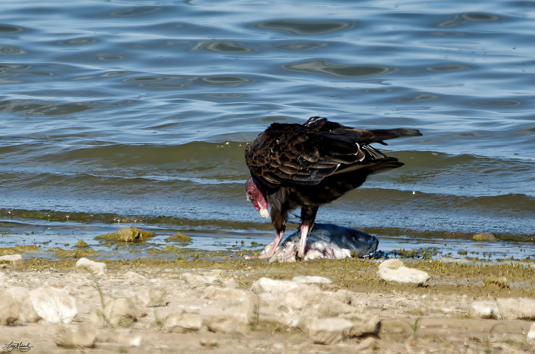 Photo shows an example of how turkey vultures help to keep our world cleaner. The vulture is eating a dead fish washed up on a beach.