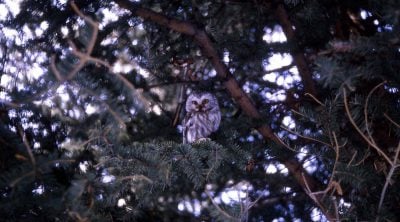 Saw-whet owl, 1967. National Park Service photo by Stan Canter.