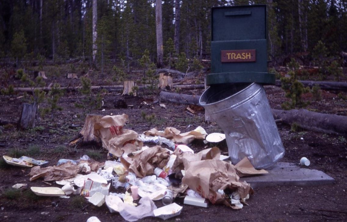 New Jersey DEP urges residents in 'bear country' to secure trash