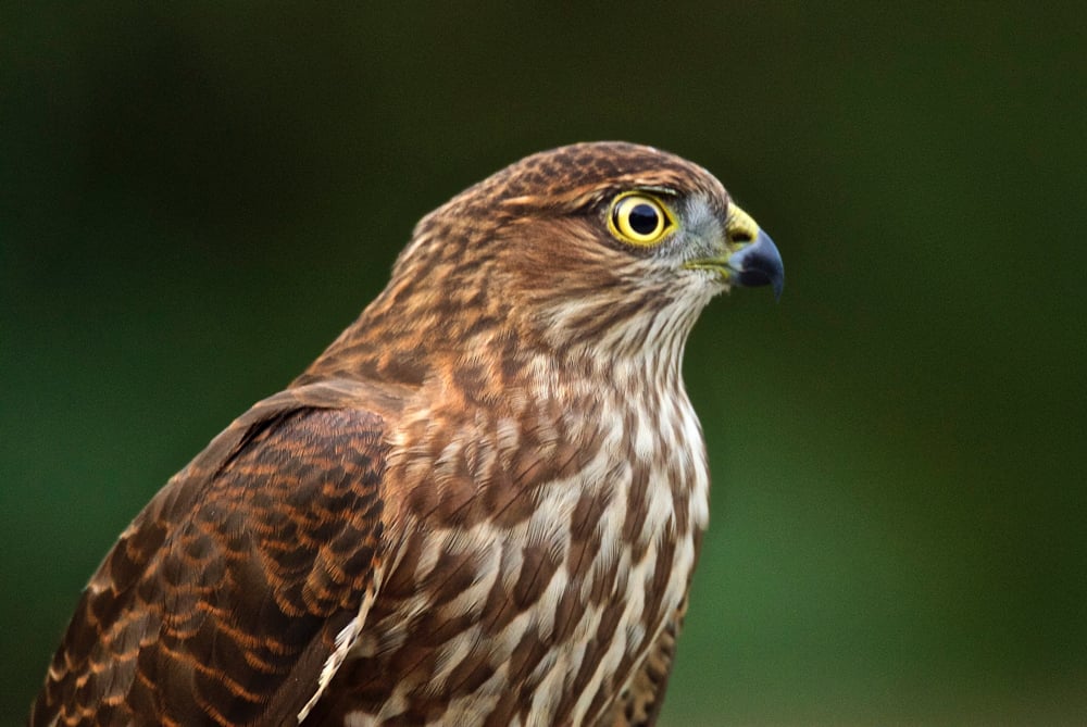 Immature Sharp-shinned Hawk demonstrating the  yellow eyes of a sub-adult.