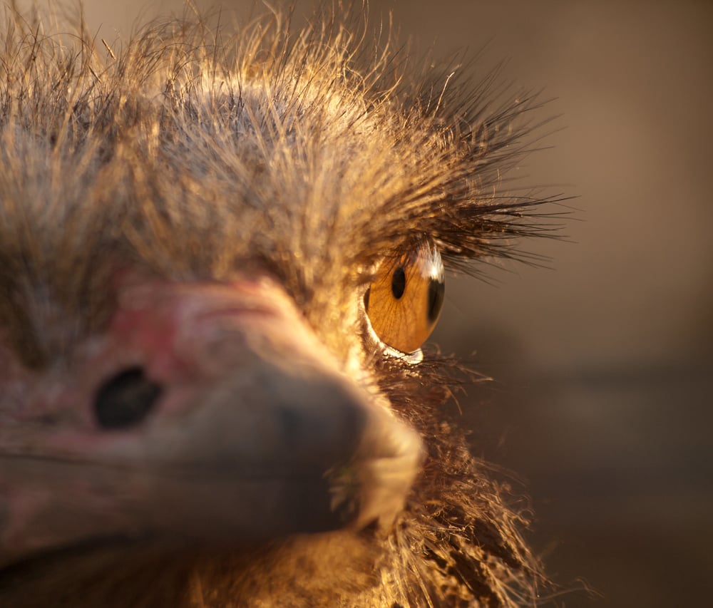 Eye Color and Eyelashes of Birds - Buffalo Bill Center of the West