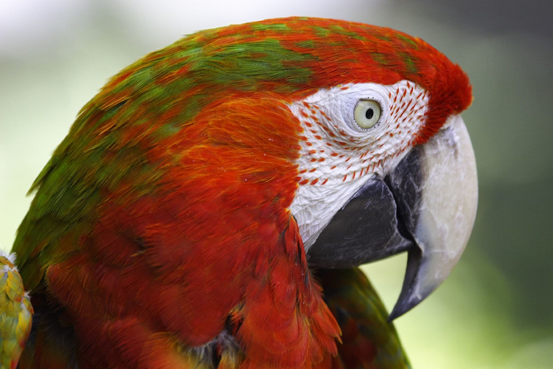 Close up of a parrot face demonstrating a white eye. 