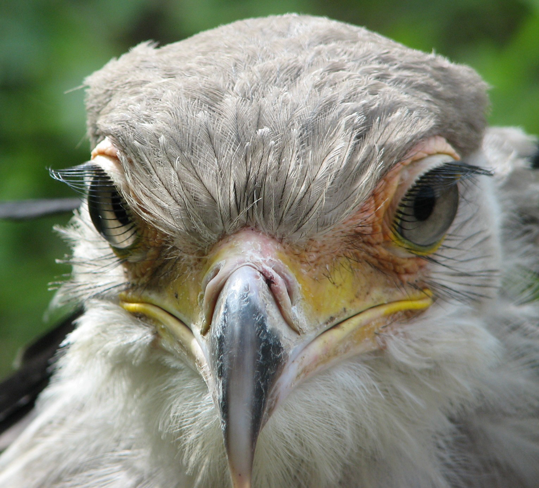 Head shot of a Secretary Bird's face demonstrating its very long eyelashes.