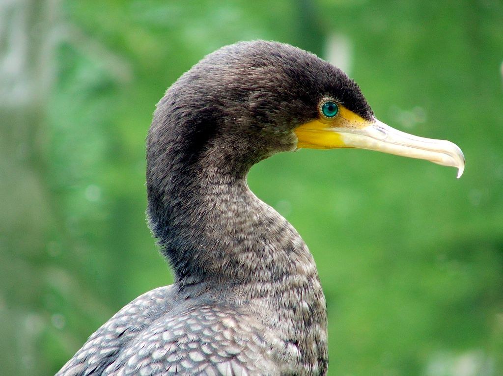 The shoulders, neck, and face of a cormorant showing the eye color during breeding season.
