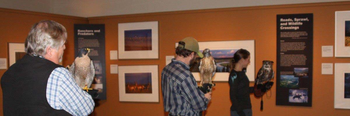 Draper Museum Raptor Experience volunteers with Hayabusa, Isham, and Teasdale at a public program.