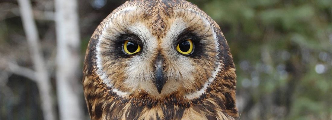 Short-eared owl identification.