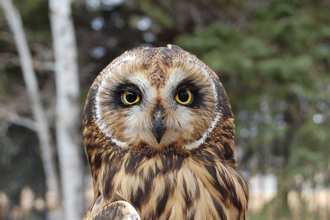 Short-eared owl identification.