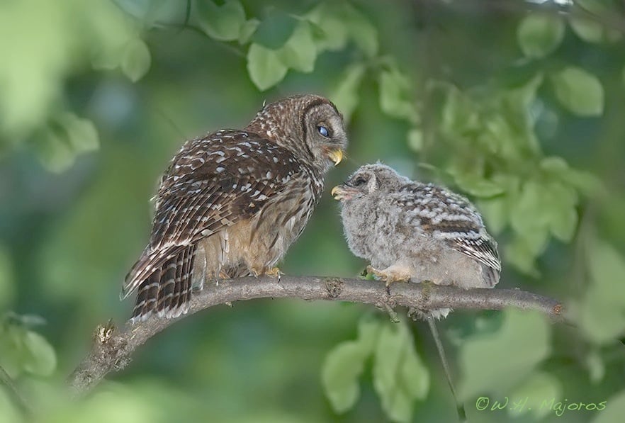 Hear the Sound of Owls Calling at Night