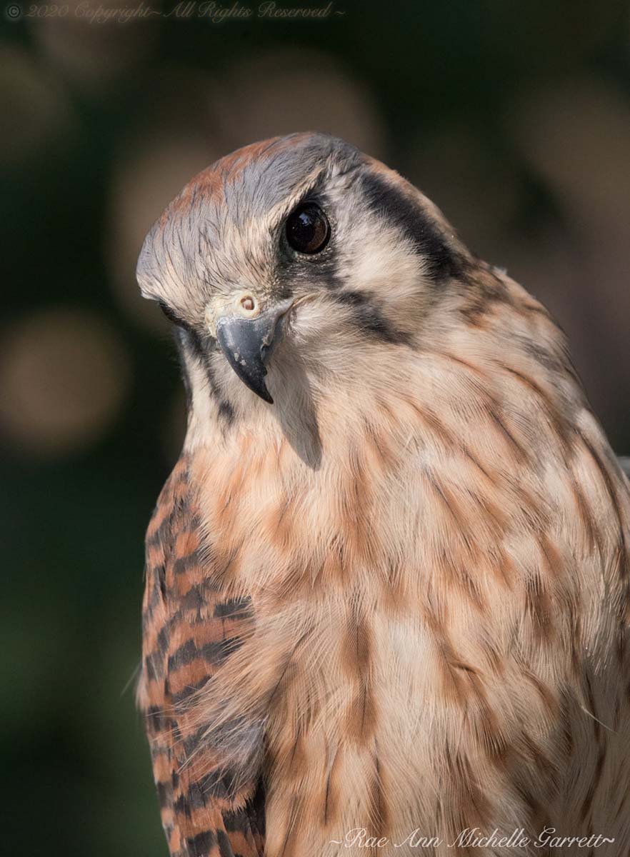 Draper Museum Raptor Experience: Freyja the American kestrel