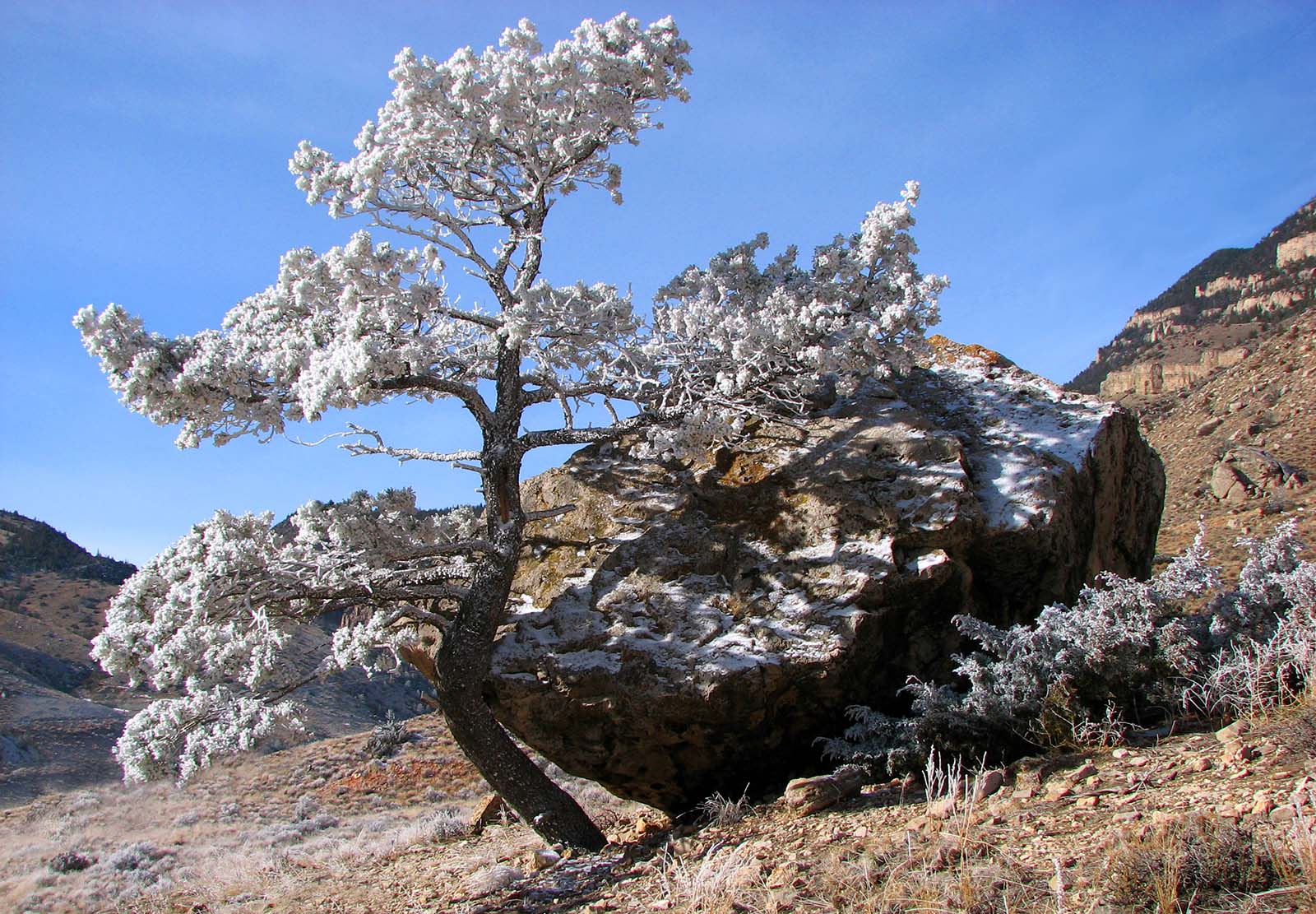 Frosted tree and rock. Photo by Mack Frost.