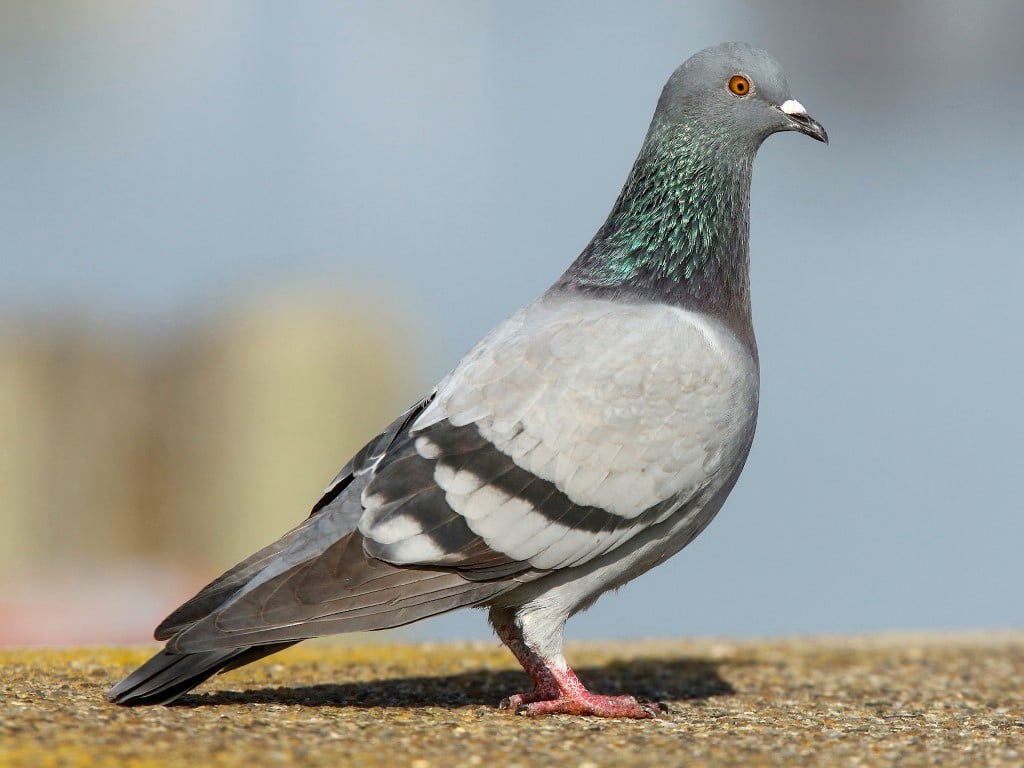 Rock Dove, or Pigeon