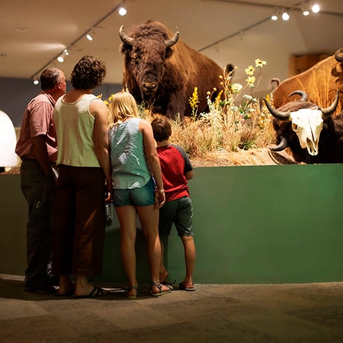 Spiders, Webs, and Birds - Buffalo Bill Center of the West