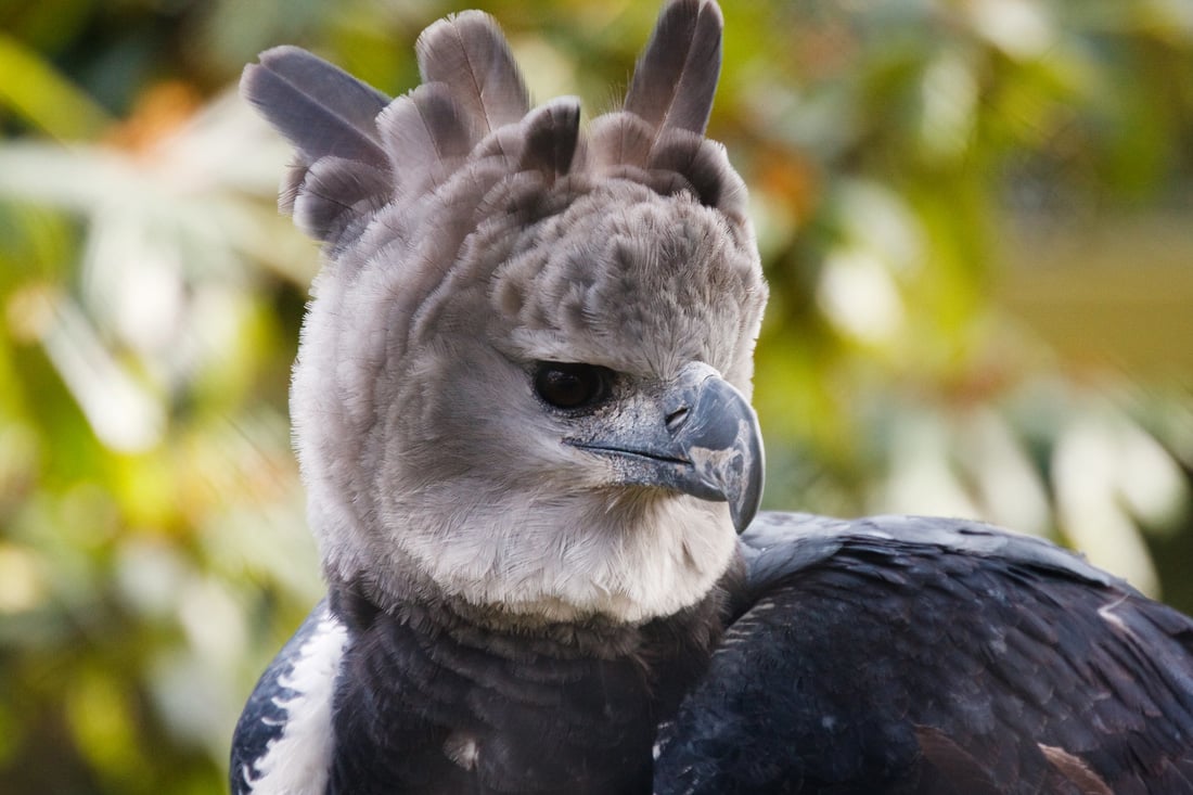Head shot of Harpy Eagle with head feathers raised.
