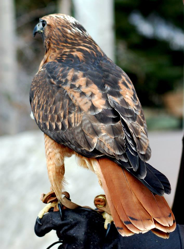 labeled body parts of a hawk