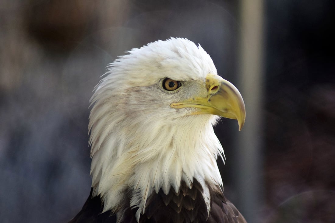 A head shot of the Draper Museum Raptor Experience's Bald Eagle, Jade.
