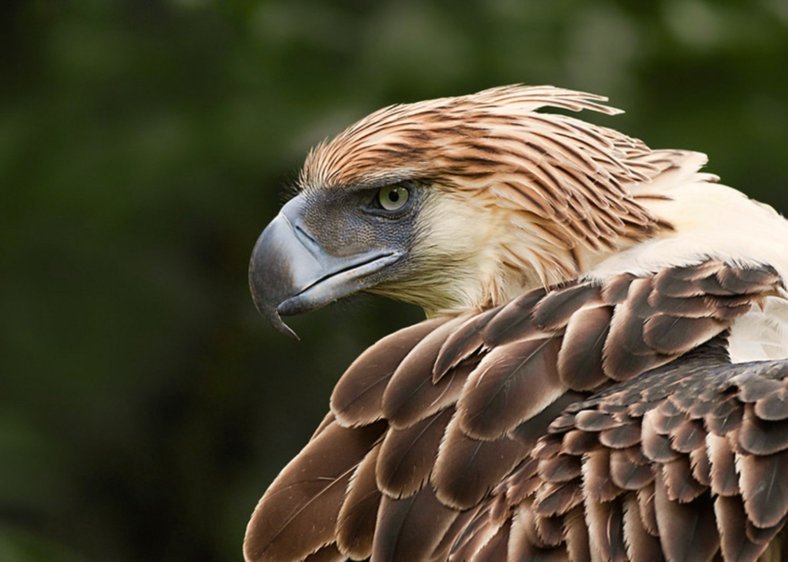 A head shot of a Philippine Eagle. 