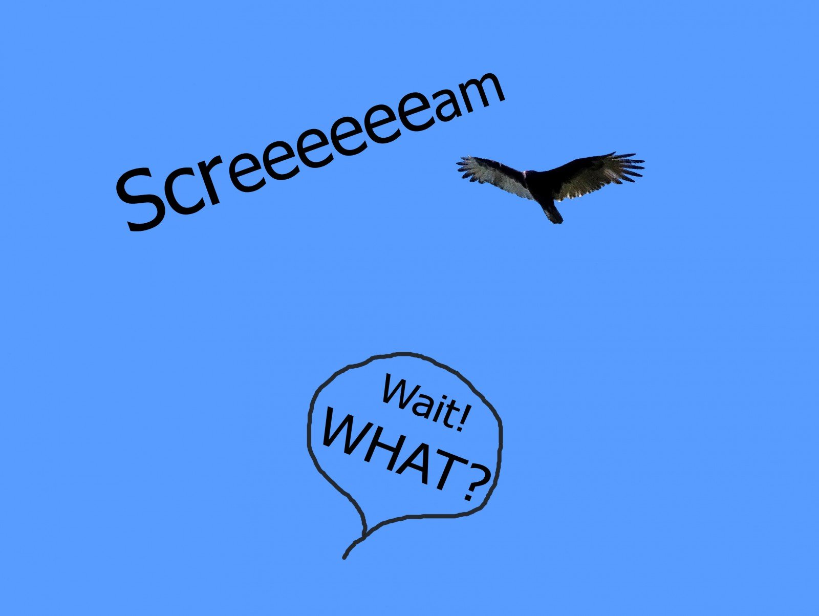Cartoon of a turkey vulture with a Red-tailed Hawk's scream.