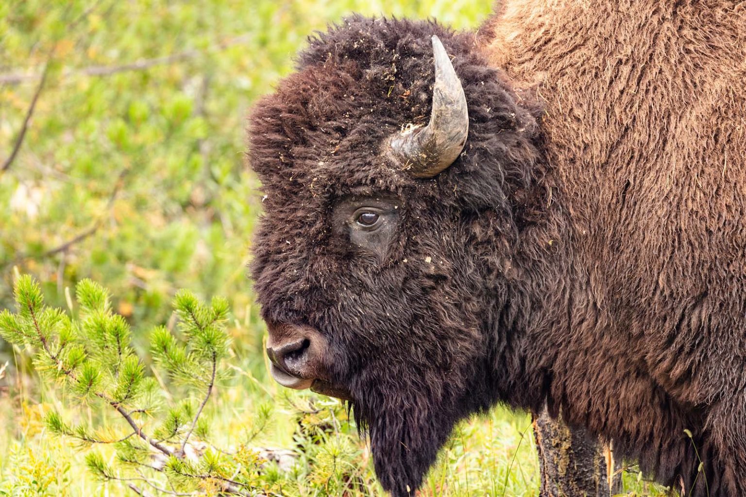 Bison portrait. Jacob W. Frank / NPS photo.