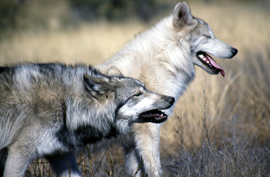 Image is of a very light almost white wolf and a gray wolf standing side by side from the front legs forward.  