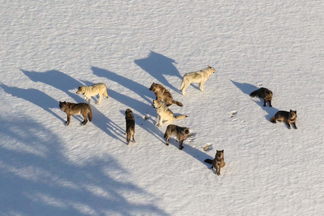 Photo taken from above of ten wolves from the Junction Butte Pack in Yellowstone National Park. 