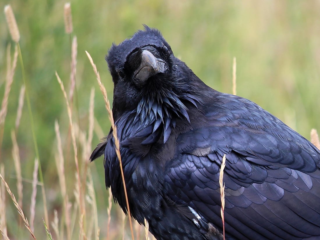 The image was taken in Yellowstone National Park and shows a raven on the ground with tall grass.  