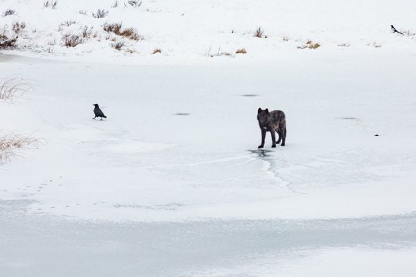 Wolf-Blacktail-Ponds-Yellowstone