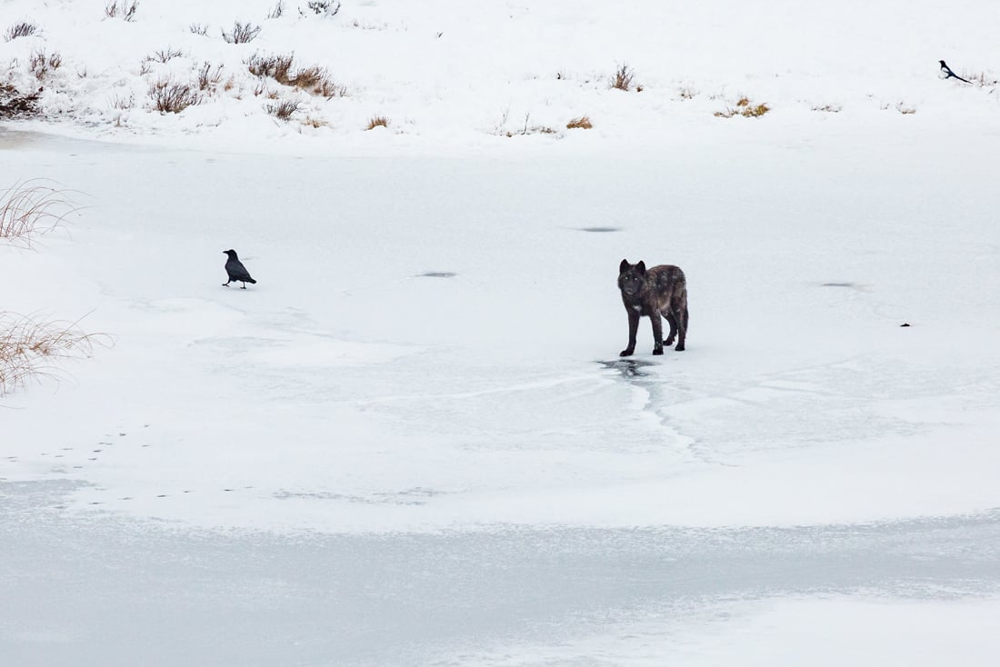 Photo shows a lone black wolf with one raven against a snow covered background in Yellowstone.  