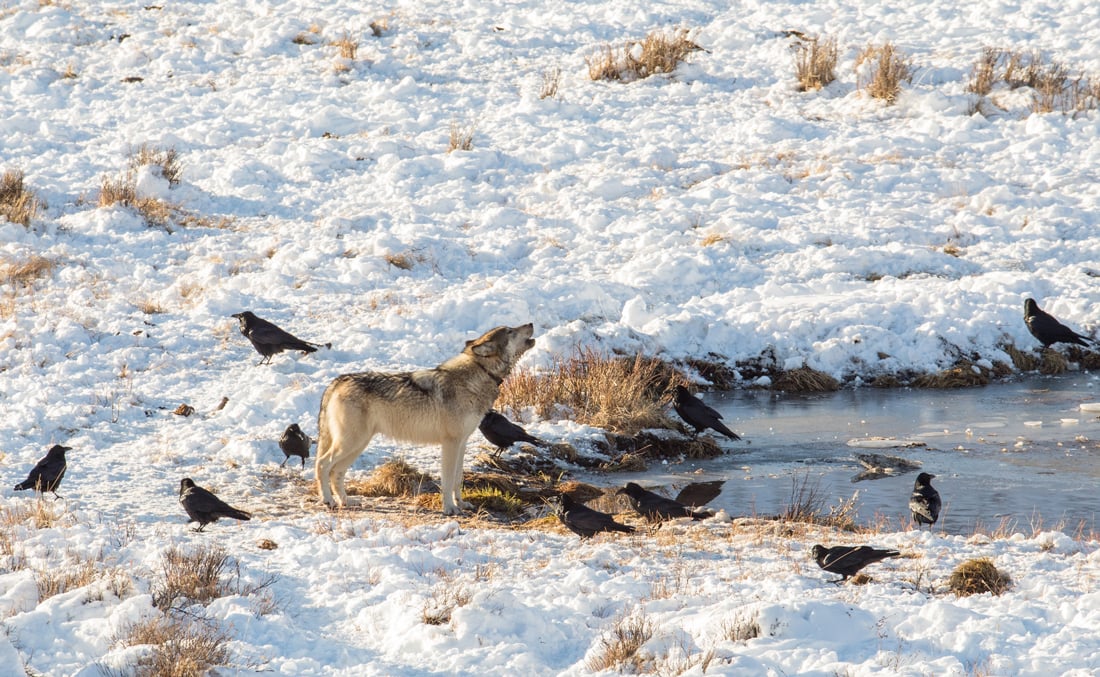 Photo shows a lone wolf at Yellowstone National Park's Blacktail Pond with a dozen ravens standing around it. 
