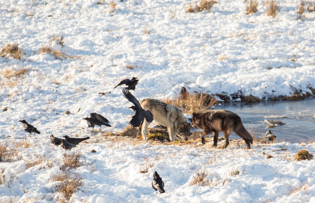 Photo from Blacktail Pond in Yellowstone National Park showing two wolves feeding with 8 ravens nearby illustrating a relationship. 