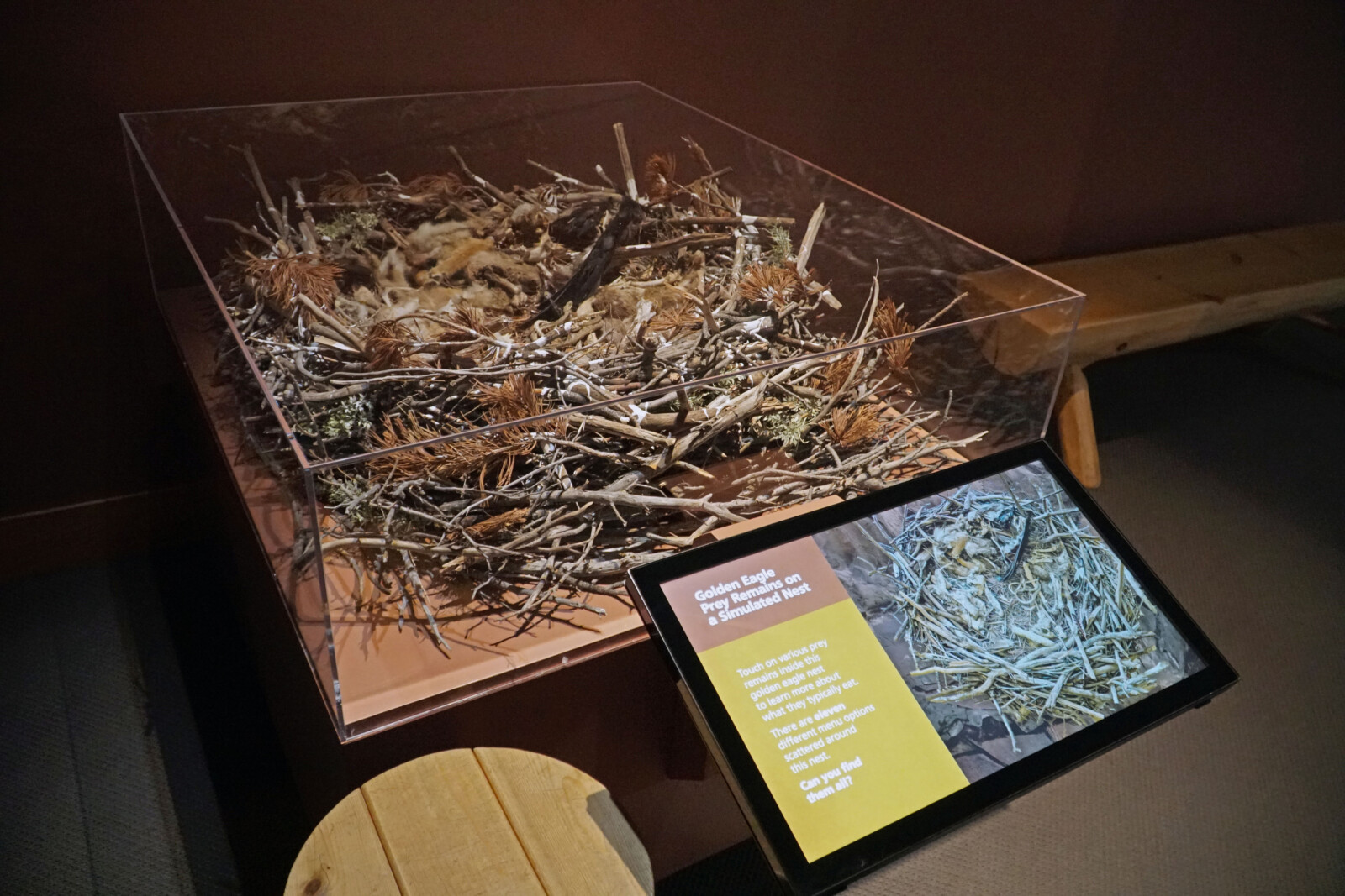 The Golden Eagle Prey Remains on a Simulated Nest interactive exhibit in the Draper Natural History Museum.