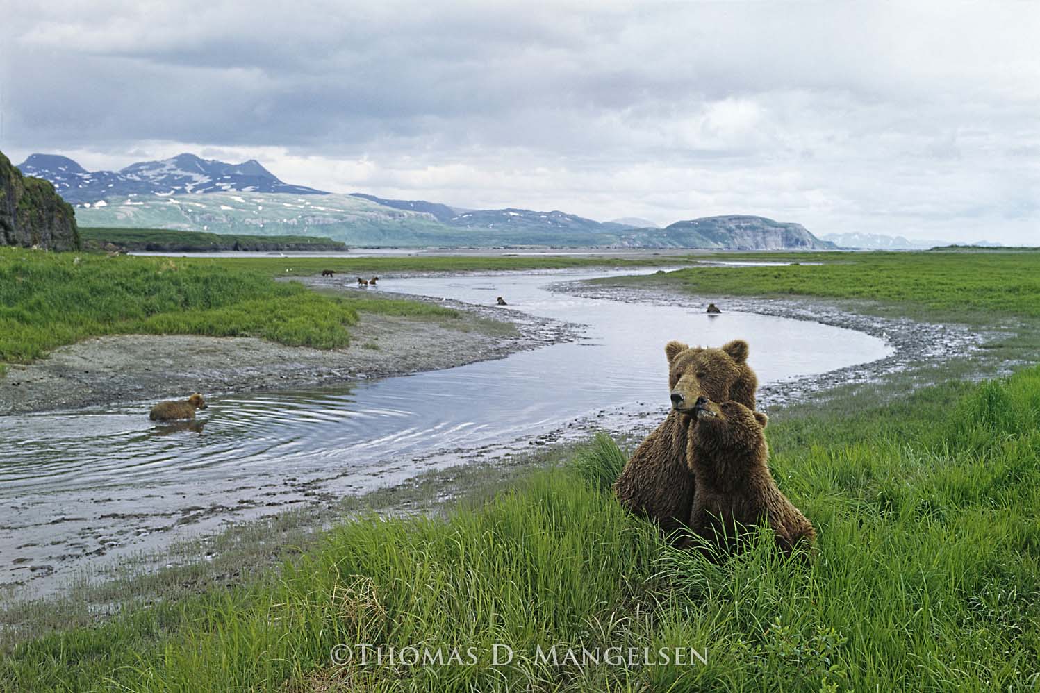 Bear River, McNeil River Bear Sanctuary, Alaska, 1992. Thomas D. Mangelsen, Fujiflex Crystal Archive Print, 40 x 55 inches.