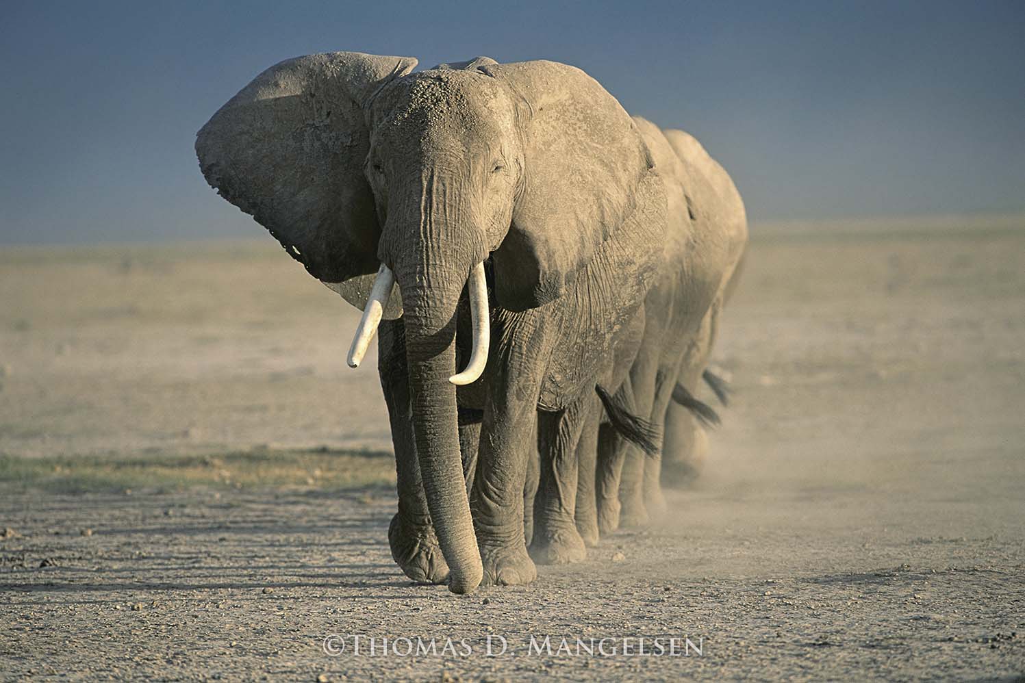 Amboseli Crossing, Amboseli National Park, Kenya, 1994. Thomas D. Mangelsen, Fujiflex Crystal Archive Print, 40 x 55 inches.