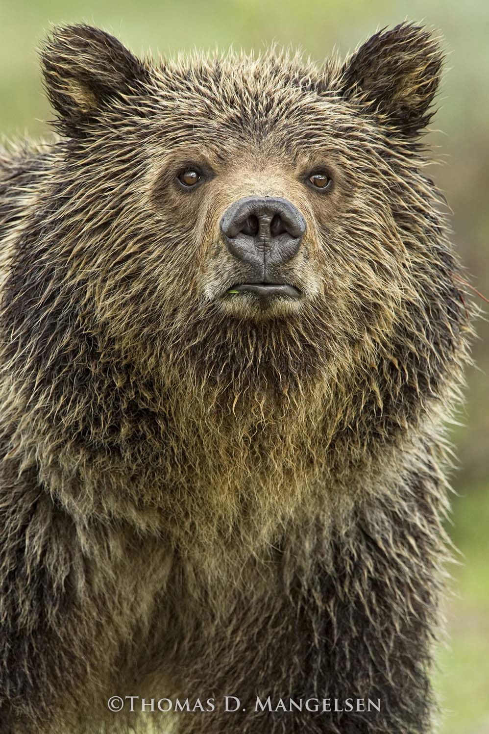 Eyes of the Grizzly, Grand Teton National Park, Wyoming, 2011. Thomas D. Mangelsen, Fujiflex Crystal Archive Print, 50 x 70 inches.