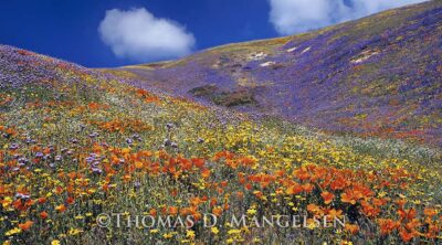“Tapis Magique (Magic Carpet),” 2003, Thomas D. Mangelsen, Fujiflex Crystal Archive Print, 39 x 100 inches.