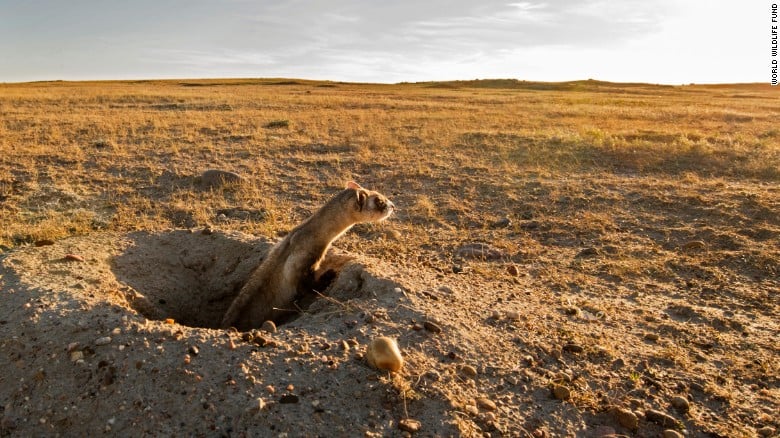 Black-footed ferret in prairie dog burrow
