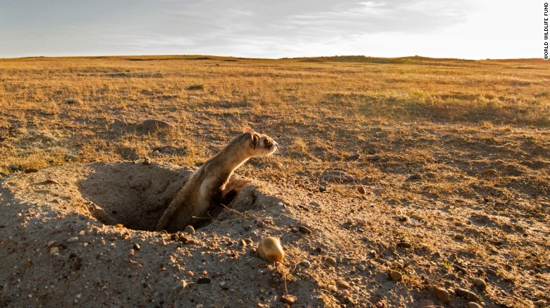 Black-footed ferret in prairie dog burrow